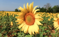 Sunflower Revisited